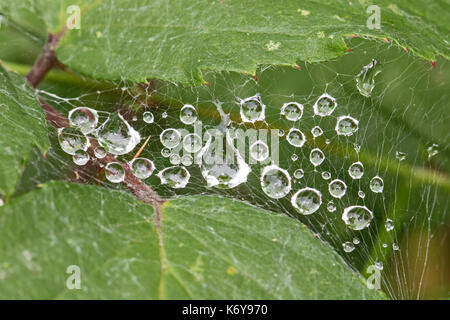 Raindrops on a spider's web Stock Photo