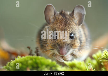 Wood Mouse (Apodemus sylvaticus) eating seeds Stock Photo