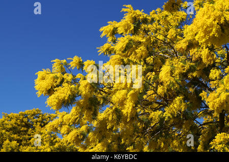 In french Riviera in winter , the Mimosa (acacia plant) still thinks it's summer as it used it be in its ancestor's lands of the southern hemisphere.  Stock Photo