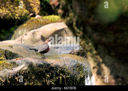 A White Throated Dipper, Cinclus cinclus,resting on a rock in it's natural habitat near running water in the Brecon Beacons, Wales Stock Photo