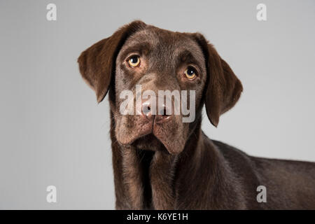 Portrait of a chocolate Labrador Retriever puppy (female, 27 weeks old) in the UK. Stock Photo