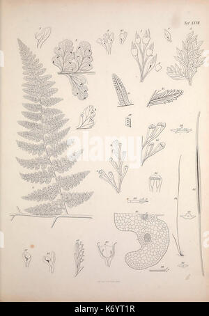 Filices, Horti Botanici Lipsiensis, Leipzig, L. Voss, 1856, ferns ...