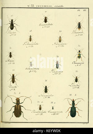 Entomologie, ou, Histoire naturelle des insectes (No. 33 Cicendele Pl. III) (8112692977)