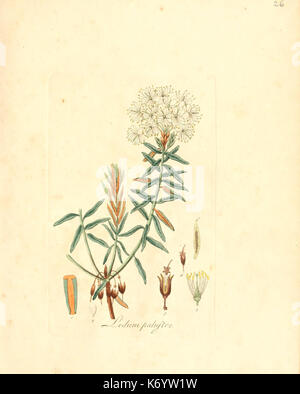 Flora medica, oder, Abbildung der wichtigsten officinellen Pflanzen (Pl. 026) (6031971925) Stock Photo
