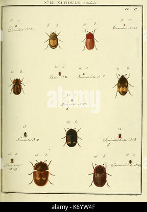 Entomologie, ou, Histoire naturelle des insectes (No. 12 Nitidule Pl. II) (8112669469) Stock Photo