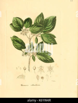 Flora medica, oder, Abbildung der wichtigsten officinellen Pflanzen (Pl. 033) (6032533908) Stock Photo