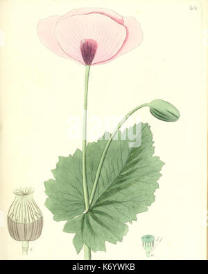 Flora medica, oder, Abbildung der wichtigsten officinellen Pflanzen (Pl. 066) (6032542588) Stock Photo