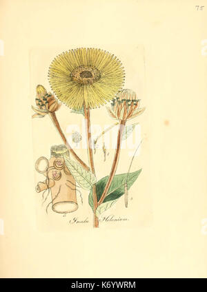 Flora medica, oder, Abbildung der wichtigsten officinellen Pflanzen (Pl. 075) (6032544772) Stock Photo