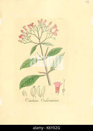 Flora medica, oder, Abbildung der wichtigsten officinellen Pflanzen (Pl. 089) (6032548148) Stock Photo
