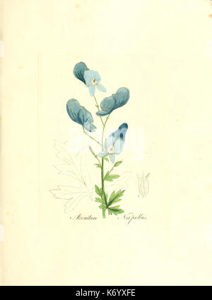 Flora medica, oder, Abbildung der wichtigsten officinellen Pflanzen (Pl. 116) (6031995889) Stock Photo