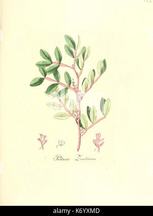 Flora medica, oder, Abbildung der wichtigsten officinellen Pflanzen (Pl. 126) (6031998453) Stock Photo
