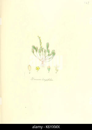 Flora medica, oder, Abbildung der wichtigsten officinellen Pflanzen (Pl. 127) (6032557700) Stock Photo