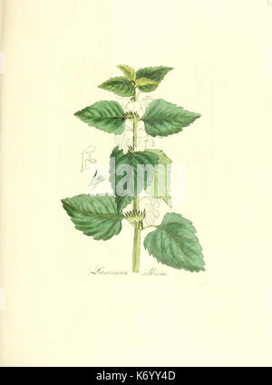 Flora medica, oder, Abbildung der wichtigsten officinellen Pflanzen (Pl. 150) (6032563164) Stock Photo