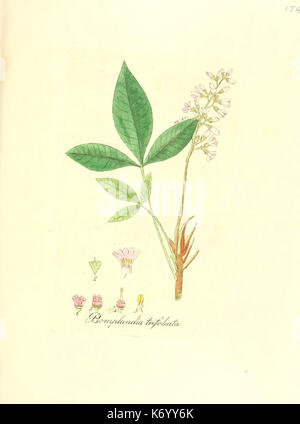 Flora medica, oder, Abbildung der wichtigsten officinellen Pflanzen (Pl. 154) (6032564326) Stock Photo