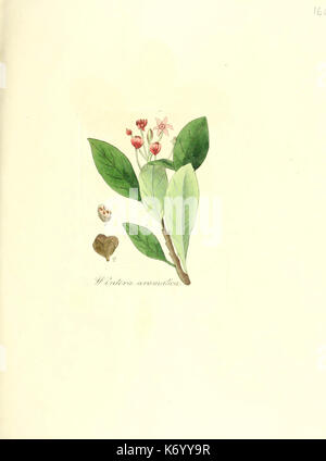 Flora medica, oder, Abbildung der wichtigsten officinellen Pflanzen (Pl. 160) (6032007119) Stock Photo