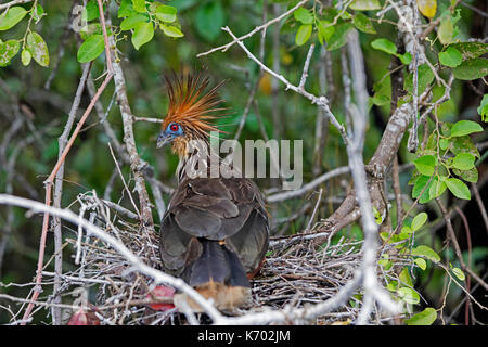 Hoatzin / stinkbird / Canje pheasant (Opisthocomus hoazin) on nest in tree, native to the Amazon and the Orinoco delta in South America Stock Photo