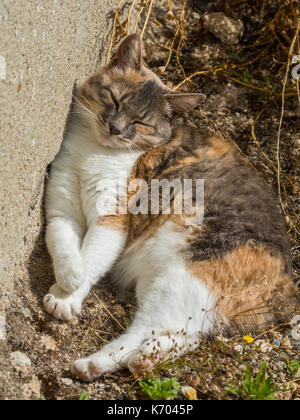 Sleeping cat - France. Stock Photo
