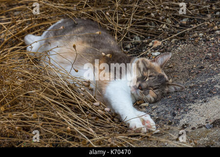 Sleeping cat - France. Stock Photo