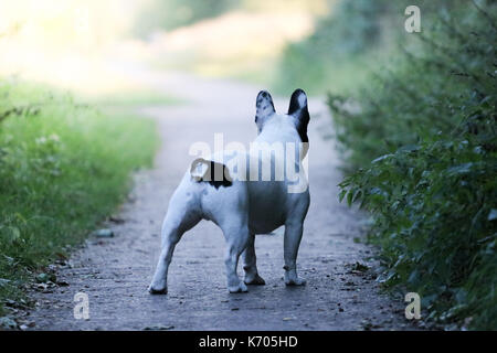 Black and White French Bulldog walking off into the distance Stock Photo