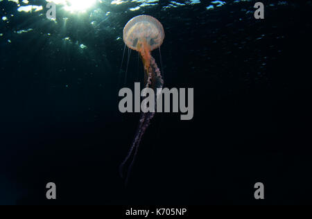 Mauve stinger jellyfish underwater at Cala Balanca, Menorca