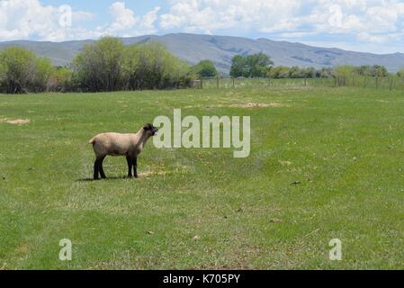 Young sheep bleats to find the herd. Stock Photo