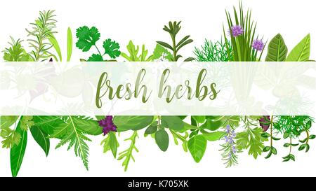 Fresh Realistic herbs and flowers with text. Horizontal. plants above and below. Stock Vector
