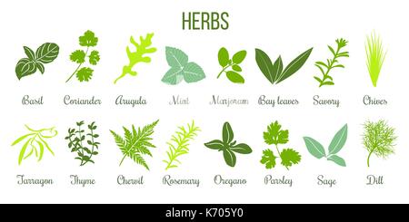 Big icon set of flat culinary herbs. sage, thyme, rosemary, basil Stock Vector