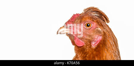 Chicken head ginger close-up on a white background. Stock Photo