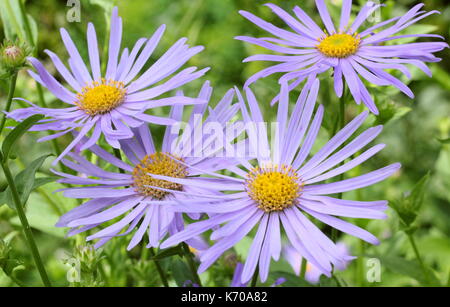 Aster Frikartii 'Monch' a lavender-blue herbaceous perennial, in full bloom in an English garden border in summer Stock Photo