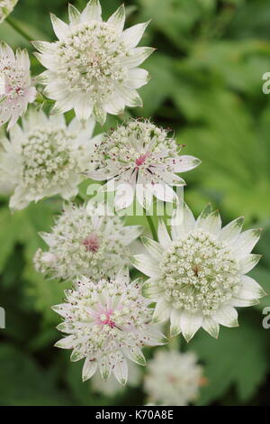 Astrantia major 'Buckland', a self-seeding perennial, flowering in an English garden border in late summer, UK