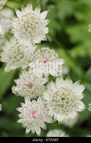 Astrantia major 'Buckland', a self-seeding perennial, flowering in an English garden border in late summer, UK