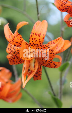 Lilium lancifolium 'Flore Pleno', also called tiger lily or Double-flowered Devil lily, flowering in an English garden in summer Stock Photo