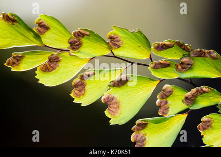 Spores in the sporangia on the underside of the fronds of adiantum venustum, the hardy maidenhair fern Stock Photo