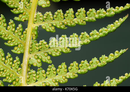 Spores in the sporangia on the underside of the fronds of Dicksonia antarctica, a hardy evergreen tree fern Stock Photo