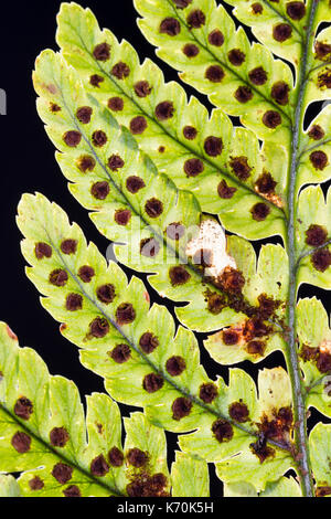 Spores in the sporangia on the underside of the fronds of Dryopteris erythrosora, a hardy evergreen fern Stock Photo