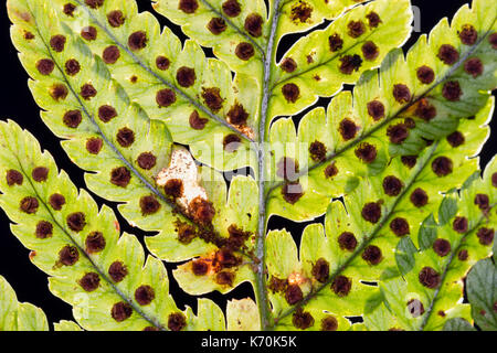 Spores in the sporangia on the underside of the fronds of Dryopteris erythrosora, a hardy evergreen fern Stock Photo