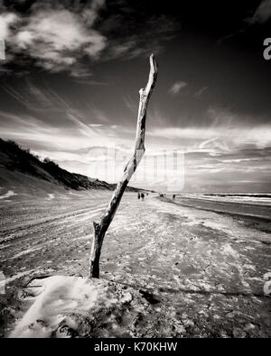 Langeoog, Germany. A piece of driftwood placed in the sand on beach to stand-up tall and prominently against the sky.  View looking along the beach coastline with sand dunes on one side and the see on the other.  Tourists appear tiny in the distance as they walk along the sandy beach. Stock Photo