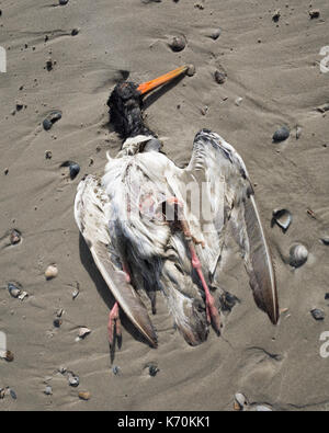 Am Strand, Langeoog.  Deutschland.  Germany.  A dead sea bird laying on the beach.  It's half buried in the wet sand surrounded by small sea shells washed up by the tide. Stock Photo