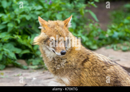 Golden jackal on a hot summer day wandered to the garden path in the suburbs Stock Photo