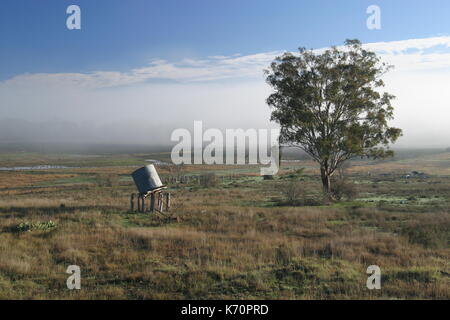 Peaceful rural Australian scene in the early morning, with cattle grazing lazily near a solitary gum tree and collapsing water tank. Stock Photo