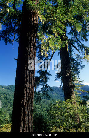 Douglas firs, Rogue-Coquille National Scenic Byway, Siskiyou National Forest, Oregon Stock Photo