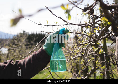 Close-up of mans hand spraying water on a tree Stock Photo