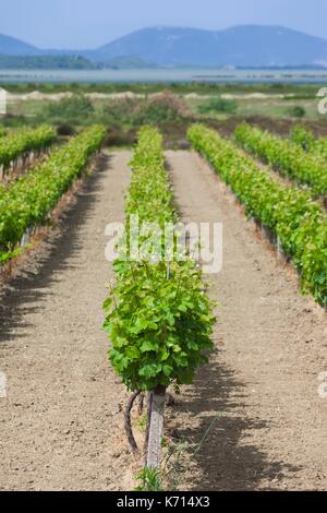 Albania, Vlora, vineyard Stock Photo - Alamy