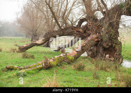 Fallen ancient tree in a field Stock Photo