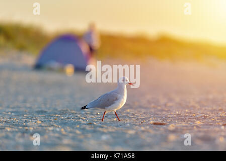 Seagull standing on his feet on the beach at sunrise. Close up view of seagull walking by the beach against tent on a beach background. Tourism concep Stock Photo