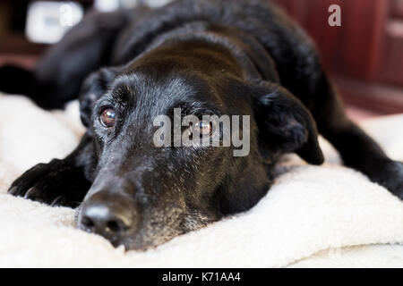 An elderly black labrador rests on a white fleece Stock Photo