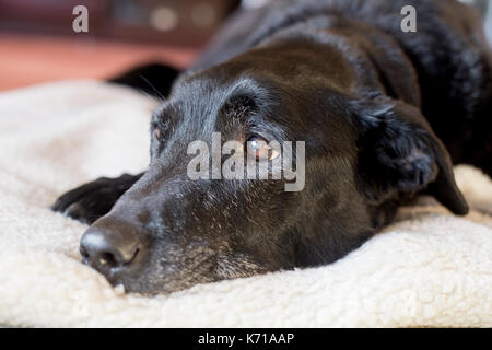 An elderly black labrador rests on a white fleece Stock Photo