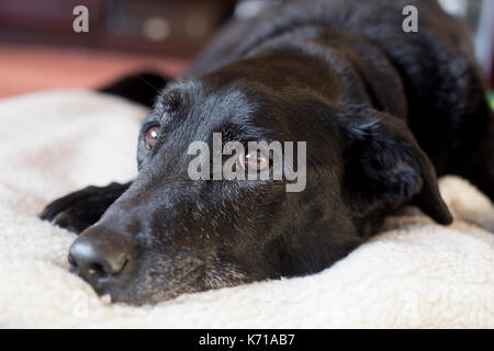An elderly black labrador rests on a white fleece Stock Photo