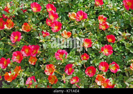 This is Portulaca grandiflora, the Moss rose or Rose Moss, family Portulacaceae, native to South America Stock Photo