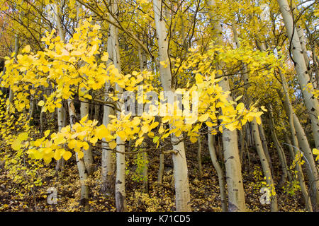 Aspen Trees in Fall Colorado Stock Photo